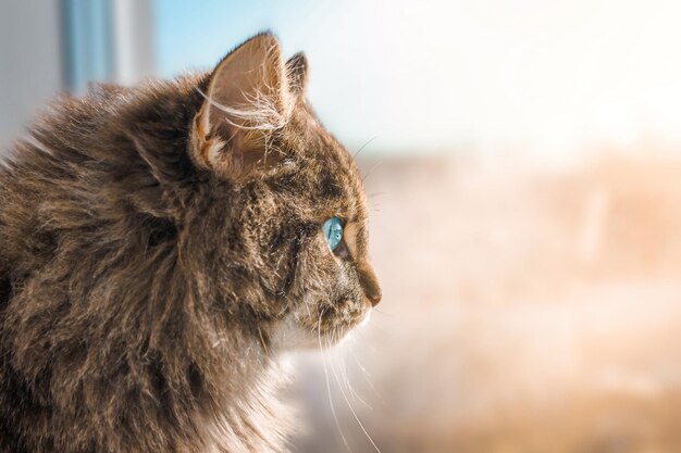 Eine Katze mit blauen Augen schaut interessiert aus dem Fenster