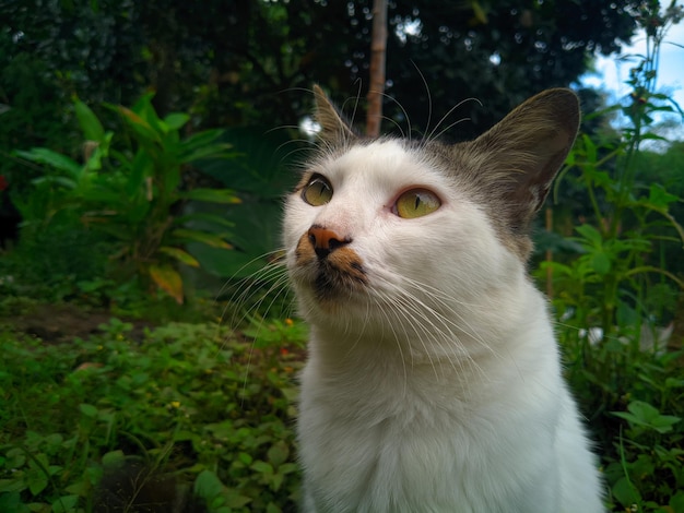 Eine Katze mit einem grünen Auge schaut in die Kamera.