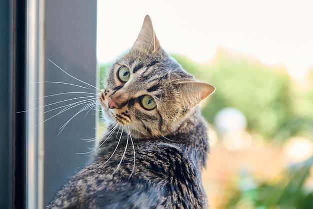 Eine Katze mit einem grünen Auge