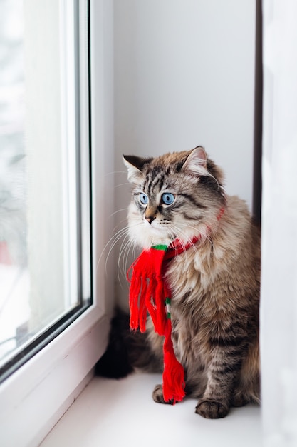 Eine Katze mit einem stylischen Schal um den Hals sitzt und schaut durch das Fenster nach unten