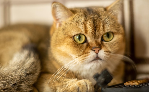 Eine Katze mit Fernbedienung