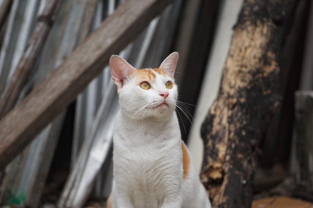 Eine Katze mit gelben Augen