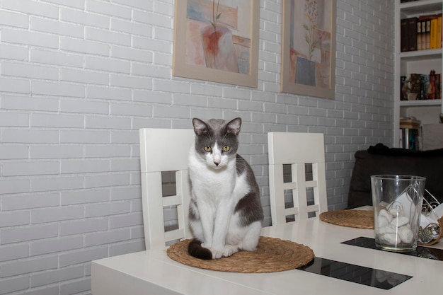 Eine Katze mit grünen Augen, grauem und weißem Fell, die an einem Tisch in einem Wohnzimmer auf einem Untersetzer sitzt