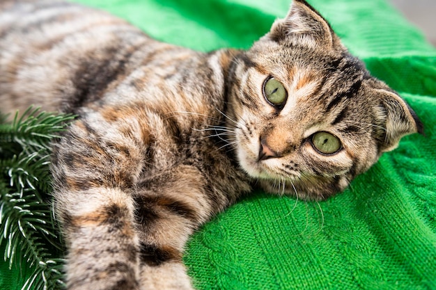 Eine Katze mit grünen Augen spielt mit Leistentannenzweigen auf einem karierten Heimtier mit Weihnachtsdekor