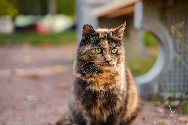 Eine Katze mit grünen Augen