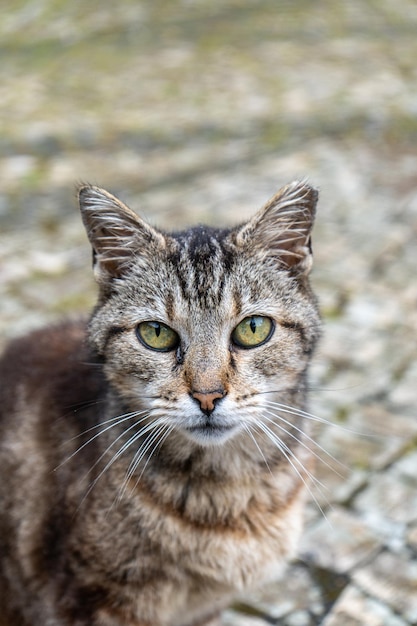 Eine Katze mit grünen Augen