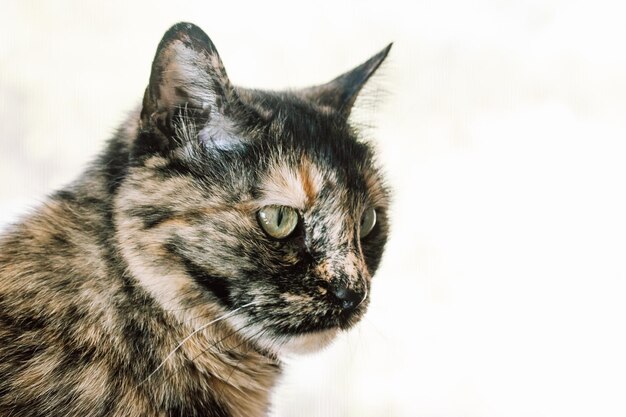 Foto eine katze mit weißem hintergrund und schwarz-braunem gesicht.