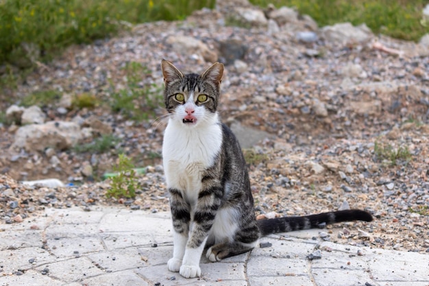 Eine Katze mit weißer Brust und schwarzem Schwanz sitzt auf einer Steinoberfläche und blickt in die Kamera.
