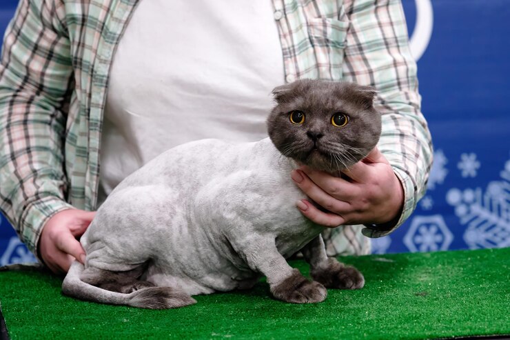Eine Katze nach einem Haarschnitt in einem Tier-Schönheitssalon
