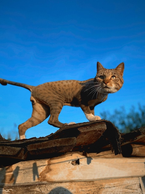 Foto eine katze namens alpha