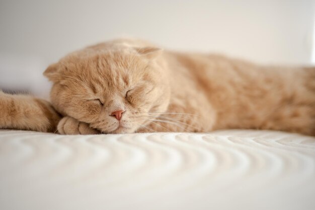 Foto eine katze schläft mit geschlossenen augen auf einem bett.