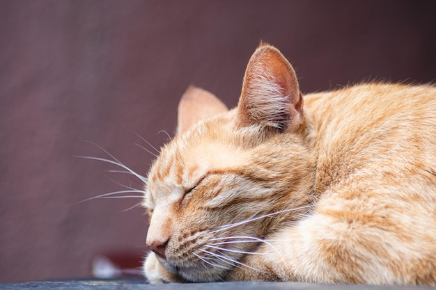 Foto eine katze schläft mit geschlossenen augen auf einem tisch.