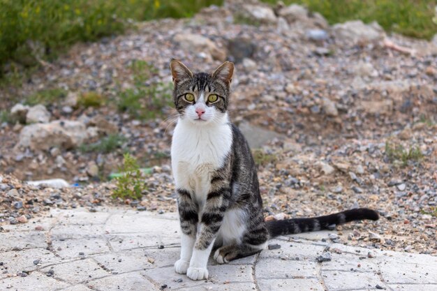 Eine Katze sitzt auf einem Steinweg auf dem Land.