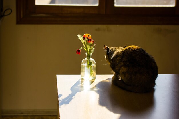 Foto eine katze sitzt auf einem tisch, auf dem eine vase mit blumen steht.