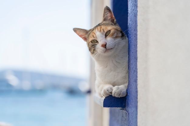 Eine Katze sitzt auf einer Fensterbank am Meer im Ferienort Bodrum, Türkei. Nahaufnahme