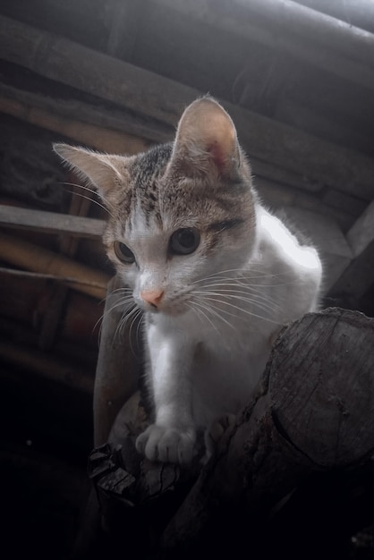 Eine Katze sitzt auf einer Holzstange