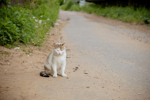 Eine Katze sitzt auf einer Straße vor einem Haus.