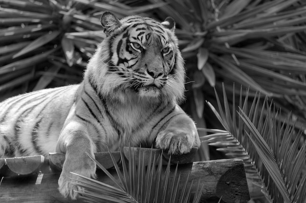 Foto eine katze sitzt in einem zoo