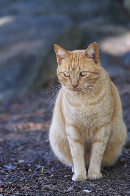 Eine Katze sitzt vor einem Baum auf dem Boden.