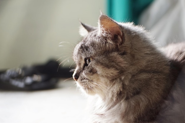 Eine Katze sitzt vor einem Fenster.