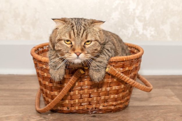 Eine Katze sitzt zu Hause in einem Korb Gutes süßes Tier