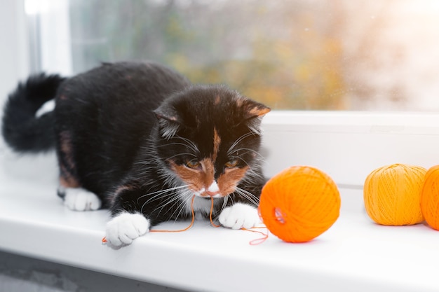 Eine Katze spielt mit einem Fadenballen. Haustierspiele. Fäden zum Stricken