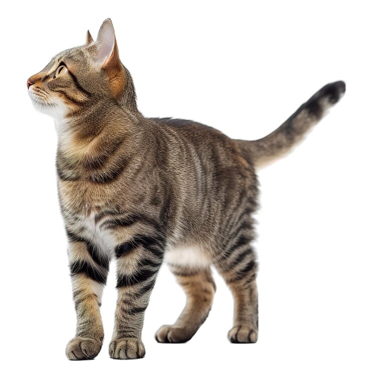 Foto eine katze steht mit weißem hintergrund auf einem weißen hintergrund