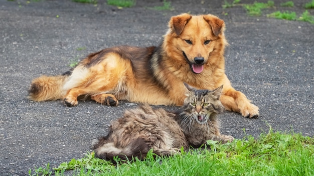 Eine Katze und ein Hund liegen zusammen auf einem Asphalt
