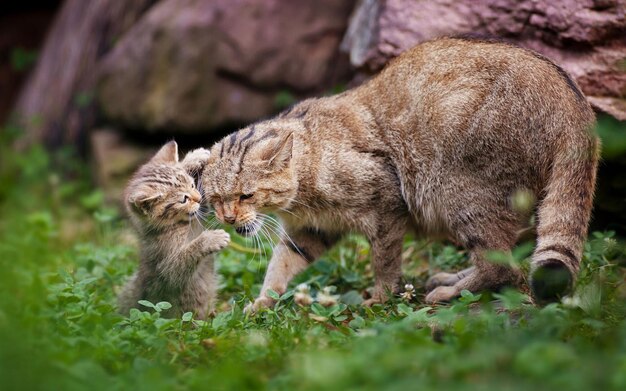 eine Katze und ein Kätzchen spielen zusammen im Gras