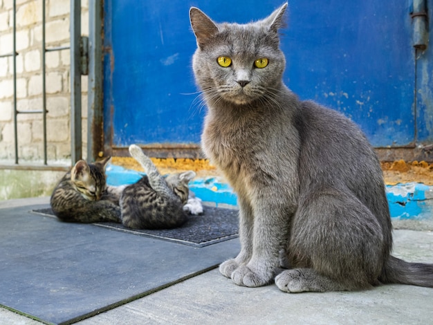 Eine Katze und ihre Kätzchen sitzen auf der Türschwelle. Katze beobachtet Kätzchen, die noch jung sind