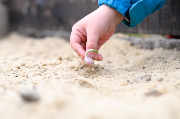 Eine Kinderhand, die einen gekeimten Knoblauchsamen in ein Gartenbett mit Sand pflanzt