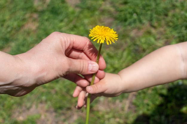 Eine Kinderhand gibt der Mutterhand die Löwenzahnblumen Zwei Hände, die eine Blume gehalten werden