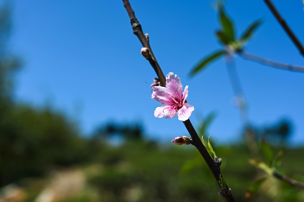 Eine Kirschblüte am Baum