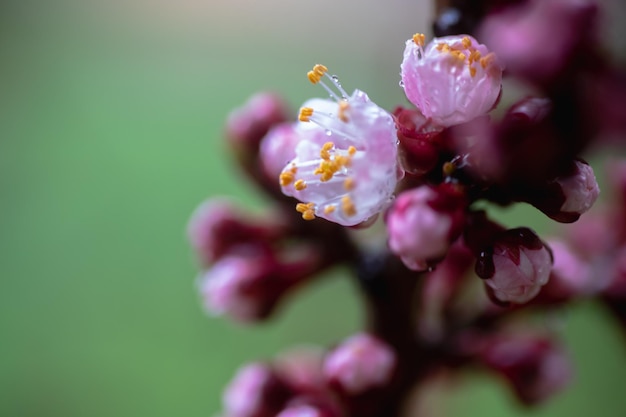 Eine Kirsche, die im Frühjahr blüht Schöne rosa Blume