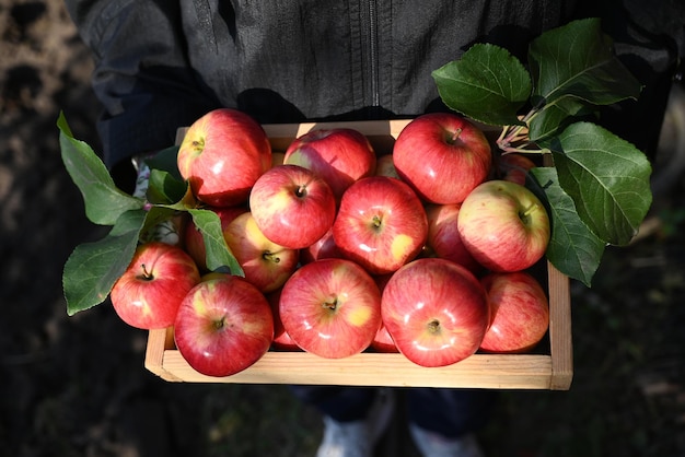eine Kiste mit frischen Äpfeln auf einem Holztisch in einem Garten