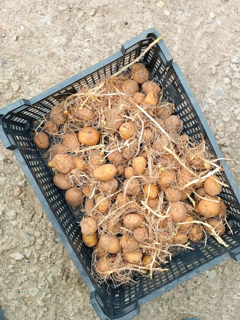 Eine Kiste mit gekeimten Kartoffeln zum Pflanzen von oben Anbau von Kartoffeln im Garten