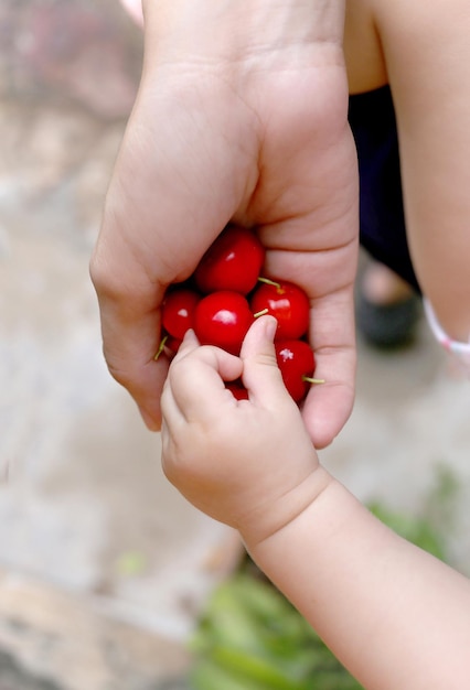 Eine kleine Babyhand, die rote Beeren von einer erwachsenen Hand nimmt. Fotografie von oben nach unten. Konzept der mütterlichen Liebe