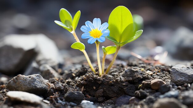 eine kleine blaue Blume, die aus dem Boden wächst