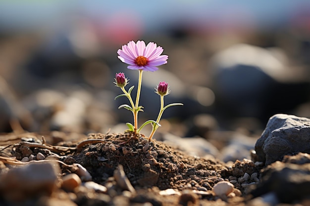 Foto eine kleine blume, die aus dem boden wächst