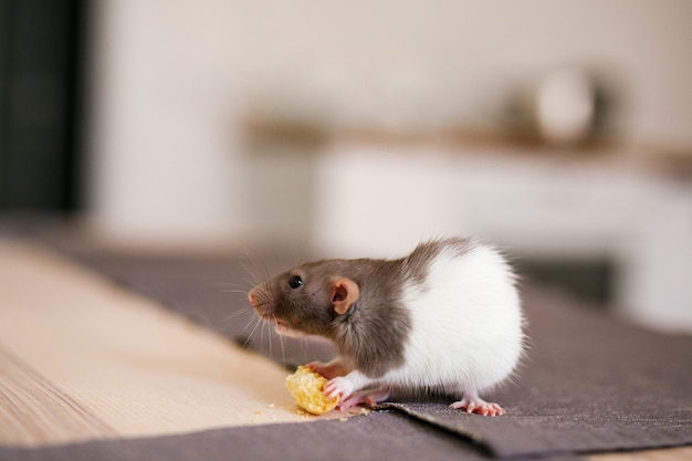 Eine kleine dekorative Ratte Dumbo weiß mit grauer Farbe sitzt auf dem Tisch in der Küche und isst ein Stück Brot.