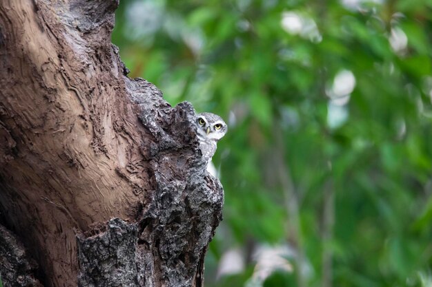 Foto eine kleine eule sitzt in einem baum mit grünen blättern dahinter.