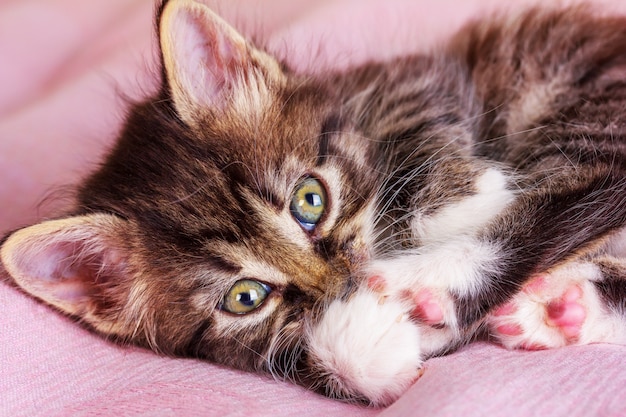 Eine kleine flauschige Katze liegt auf einer rosa Decke