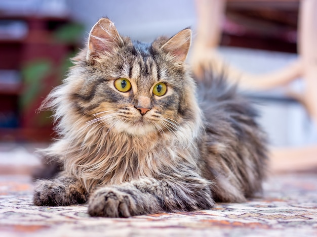 Eine kleine flauschige Katze liegt im Zimmer und sieht den Besitzer aufmerksam an