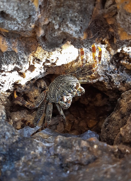 Eine kleine gefleckte Meereskrabbe lugt aus einem Nerz in einem steinernen Meeresfelsen hervor. An Land gegangen und schaut in die Sonne