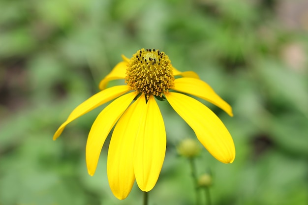 Eine kleine gelbe Blüte Sonnenblumen