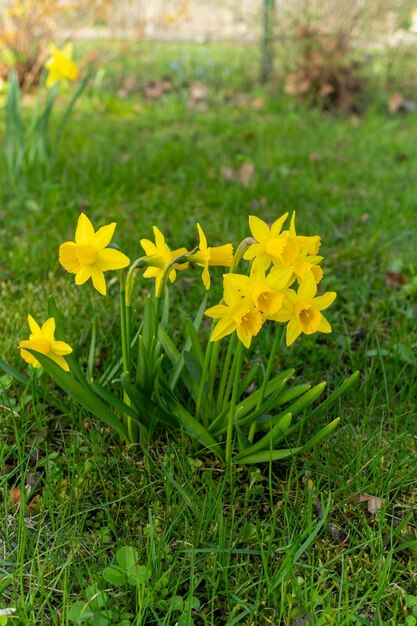 Foto eine kleine gelbe blume taucht aus dem üppigen grasland auf