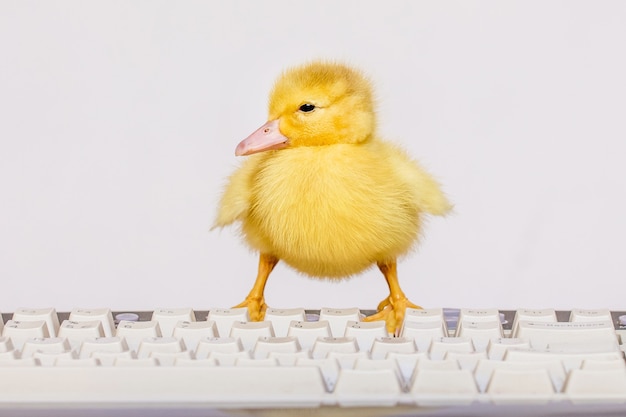 Eine kleine gelbe Ente auf der Computertastatur. Arbeiten Sie im Büro am Computer