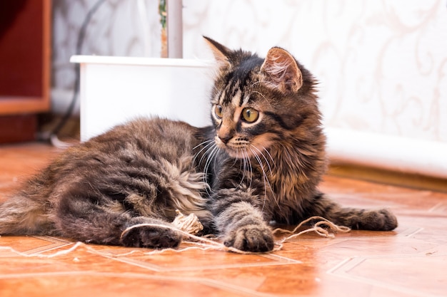 Eine kleine gestreifte Katze sitzt im Raum auf dem Boden