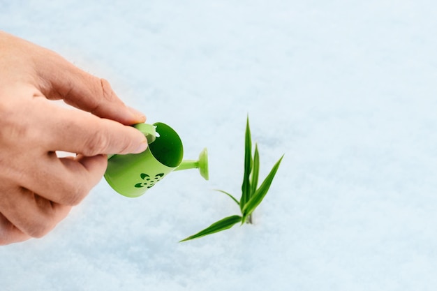 Eine kleine Gießkanne aus grünem Eisen bewässert eine Pflanze auf einem Schneehintergrund