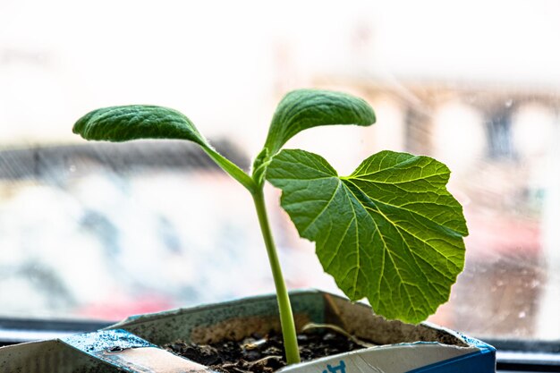 Eine kleine grüne Pflanze auf einer Fensterbank in einer Pappschachtel Frühlingssämlinge für den Garten Lebensmittelgarten